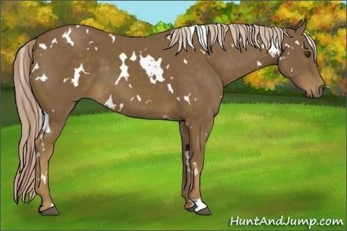 Horse Color: White Spotted Chocolate Palomino 