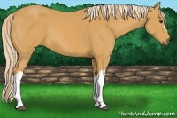 Horse Color:Palomino 