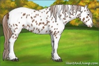 Horse Color:Chestnut Tobiano Near Leopard 