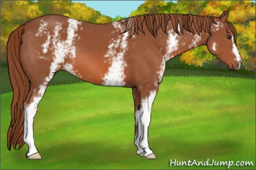 Horse Color: White Spotted Liver Chestnut 