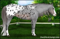 Horse Color:Brown Splash Appaloosa 