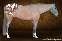 Horse Color:Brown Appaloosa 