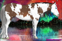 Horse Color:White Spotted Bay Splash