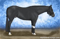 Horse Color:Brown Appaloosa