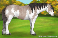 Horse Color:Bay Roan Splash 