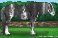 Horse Color:White Spotted Black