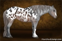 Horse Color:Brown Appaloosa