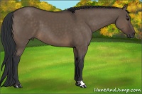 Horse Color:Brown Dun 