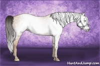 Horse Color:Gray Amber Champagne 