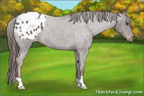 Horse Color:Liver Red Roan Blanket 