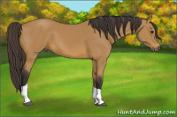 Horse Color:Buckskin Tobiano