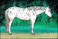 Horse Color:Blue Roan Splash Appaloosa Rabicano 