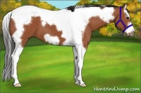 Horse Color:Bay Splash Tobiano Frame 
