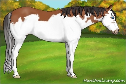 Horse Color: Bay Splash Frame 