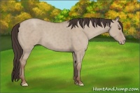 Horse Color:Classic Champagne Dun 
