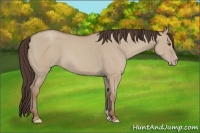 Horse Color:Classic Champagne Dun 