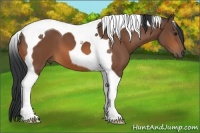 Horse Color:Bay Tobiano 