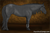 Horse Color:Blue Roan 