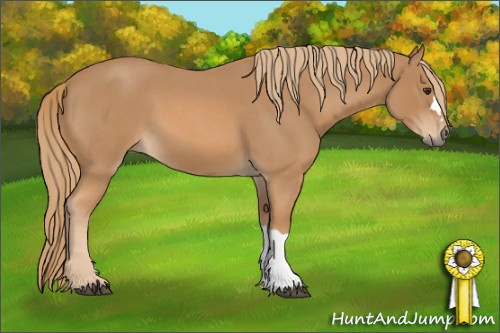 Horse Color: Red Roan 