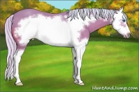 Horse Color:Watercolor Silver Bay Splash Frame 