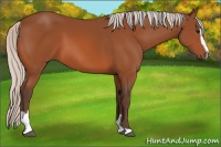 Horse Color:Silver Bay Sabino 