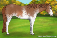 Horse Color:White Spotted Liver Chestnut 