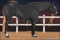 Horse Color:Liver Chestnut Sabino 