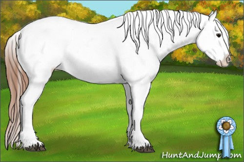 Horse Color: Unknown 
