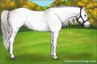 Horse Color:Gray White Spotted Chestnut 