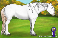Horse Color:Chestnut Appaloosa 