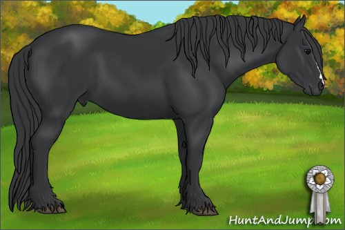 Horse Color: Black 