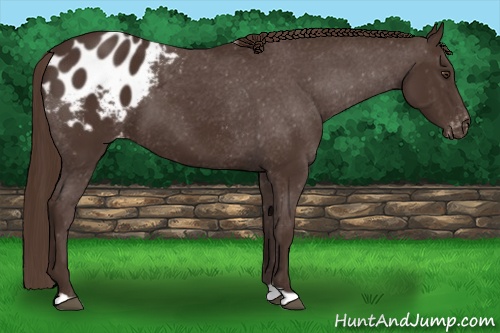 Horse Color:Liver Chestnut Blanket 