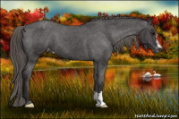 Horse Color:Buckskin Blanket 