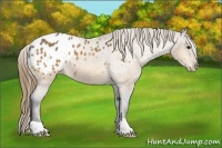 Horse Color:Buckskin Blanket 