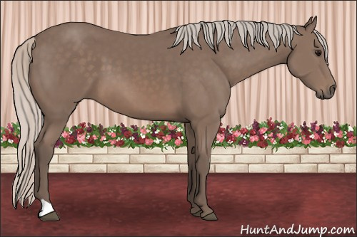 Horse Color: Unknown 