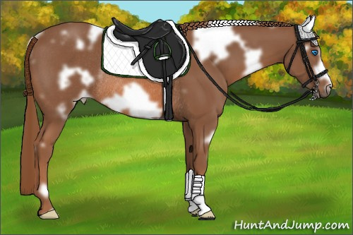Horse Color:White Spotted Liver Chestnut Frame Rabicano 