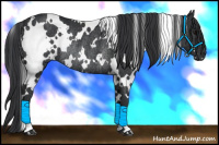 Horse Color:White Spotted Black Rabicano 
