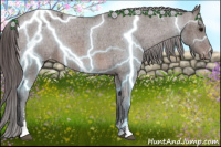 Horse Color:Brown Roan Sabino Appaloosa Rabicano