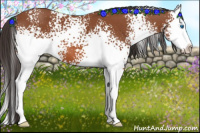 Horse Color:White Spotted Bay Splash