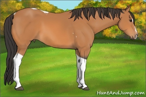 Horse Color: Bay Sabino Tobiano 