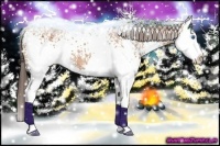 Horse Color:White Spotted Bay Sabino Splash Appaloosa 