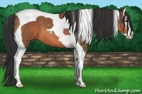 Horse Color:Bay Sabino Splash Tobiano 
