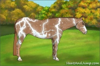 Horse Color:Chestnut Frame Rabicano 