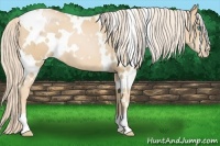 Horse Color:White Spotted Palomino Pearl 