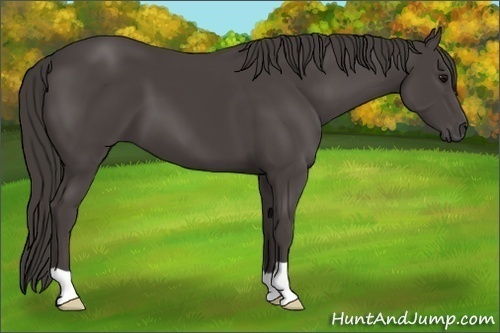 Horse Color: Smoky Black 