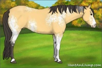 Horse Color:White Spotted Buckskin