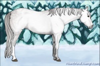 Horse Color:Gray Bay Appaloosa 