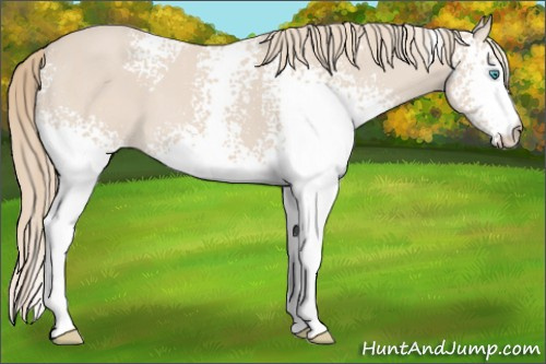 Horse Color: White Spotted Smoky Creme 