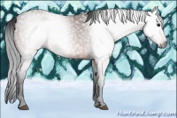 Horse Color:Gray Bay
