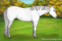 Horse Color:Gray Bay Appaloosa 